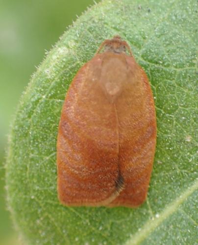 Réf. 238 682 : Cacoecimorpha pronubana